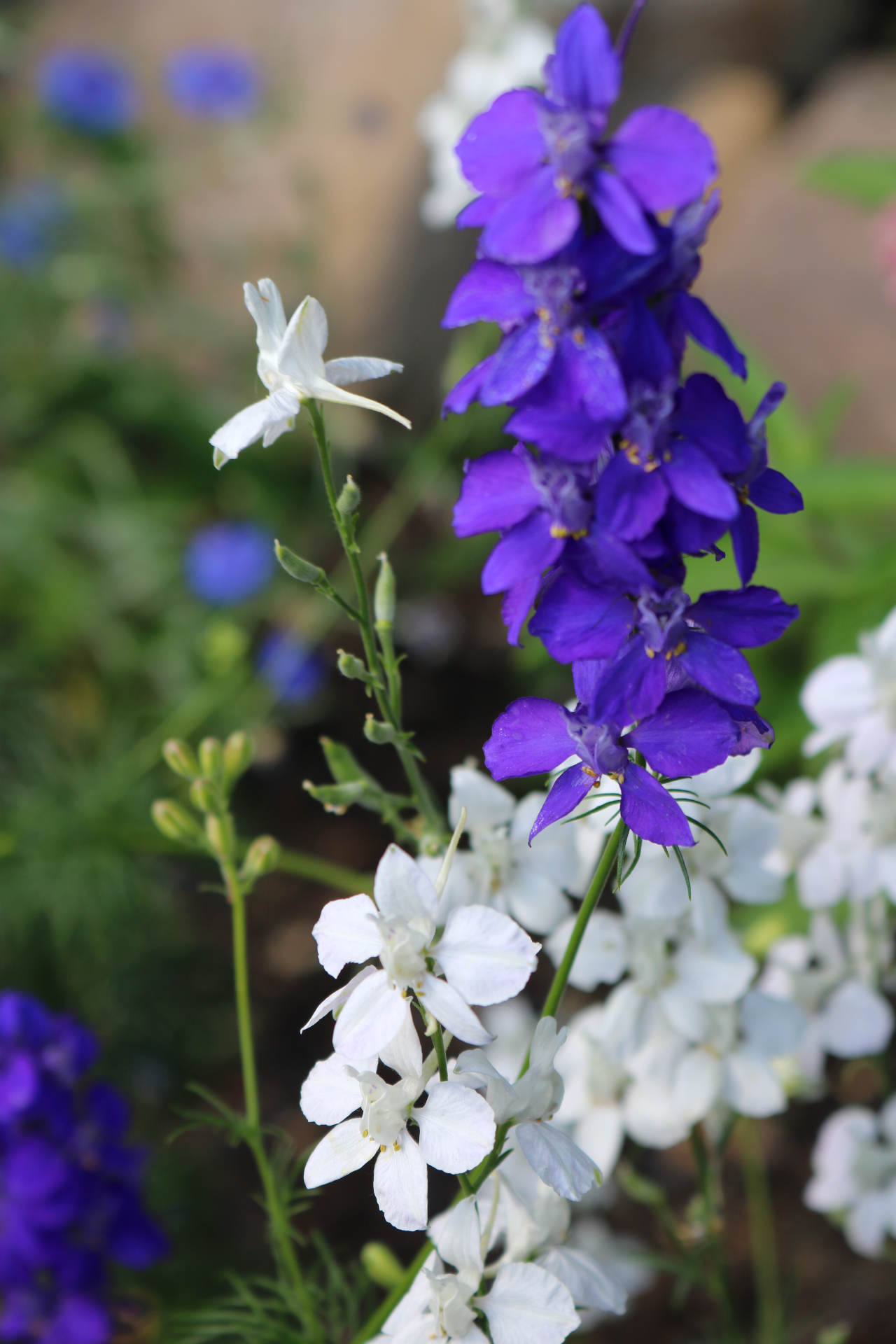 Purple flowers